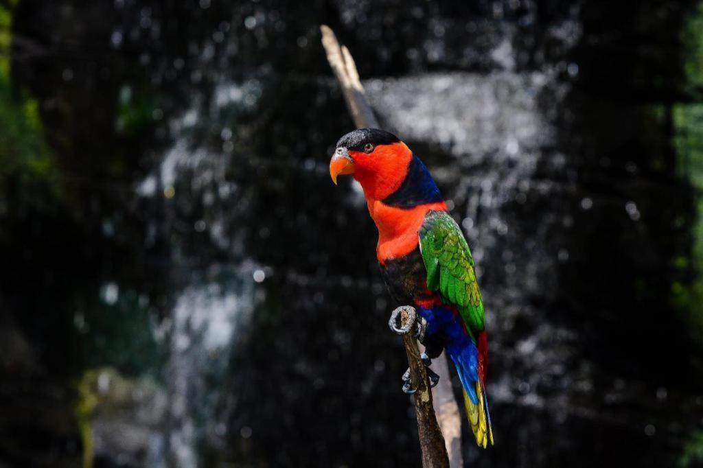 Wood Pecker Hotel Pakualaman Zewnętrze zdjęcie